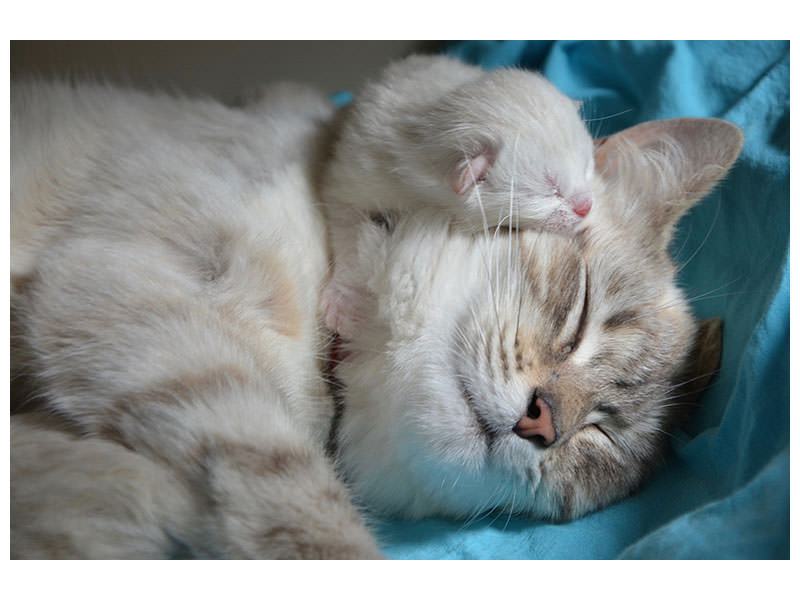 canvas-print-cats-mom-with-baby