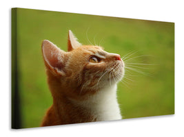 canvas-print-cats-nose