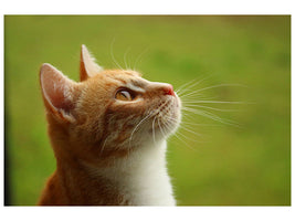 canvas-print-cats-nose