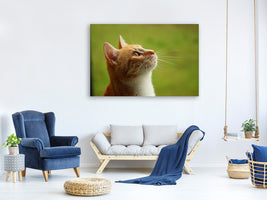 canvas-print-cats-nose