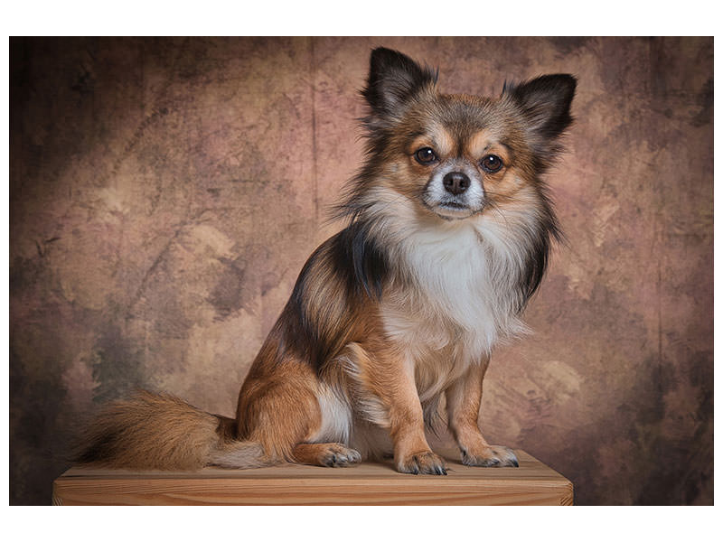 canvas-print-chihuahua-portrait