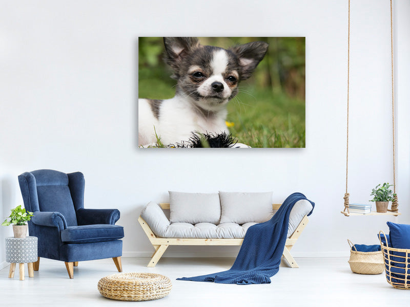 canvas-print-chihuahua-to-fall-in-love