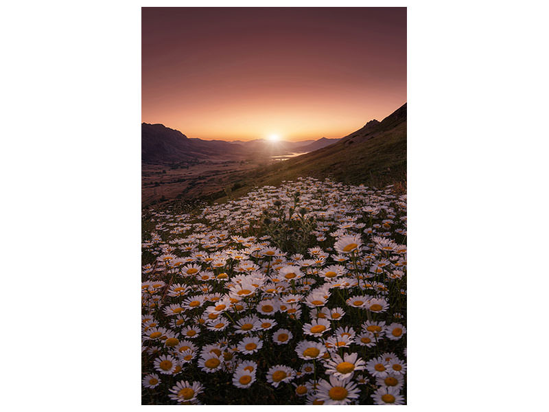 canvas-print-closer-to-the-sun