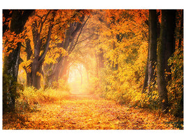 canvas-print-colors-magnificent-forest