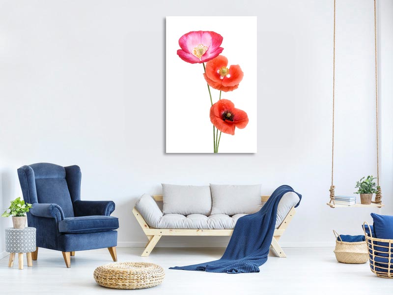 canvas-print-colourful-poppies-x