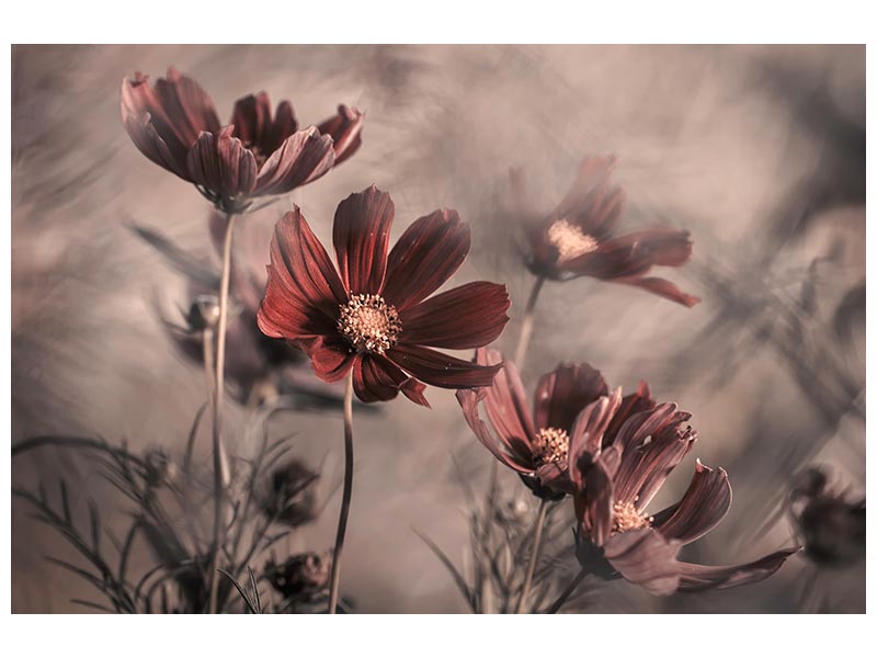 canvas-print-cosmos-2019-x