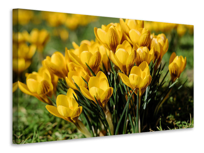 canvas-print-crocuses-in-spring