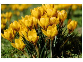 canvas-print-crocuses-in-spring