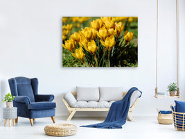 canvas-print-crocuses-in-spring