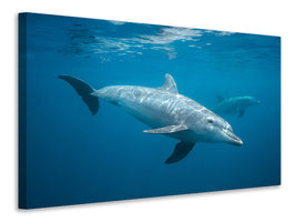 canvas-print-curious-dolphin