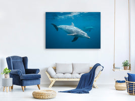 canvas-print-curious-dolphin