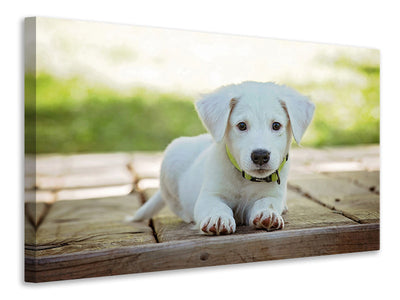 canvas-print-cute-dog-baby