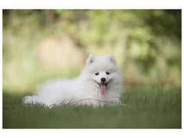 canvas-print-cute-spitz-puppy