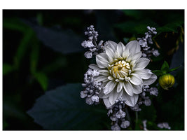 canvas-print-dahlia-flower