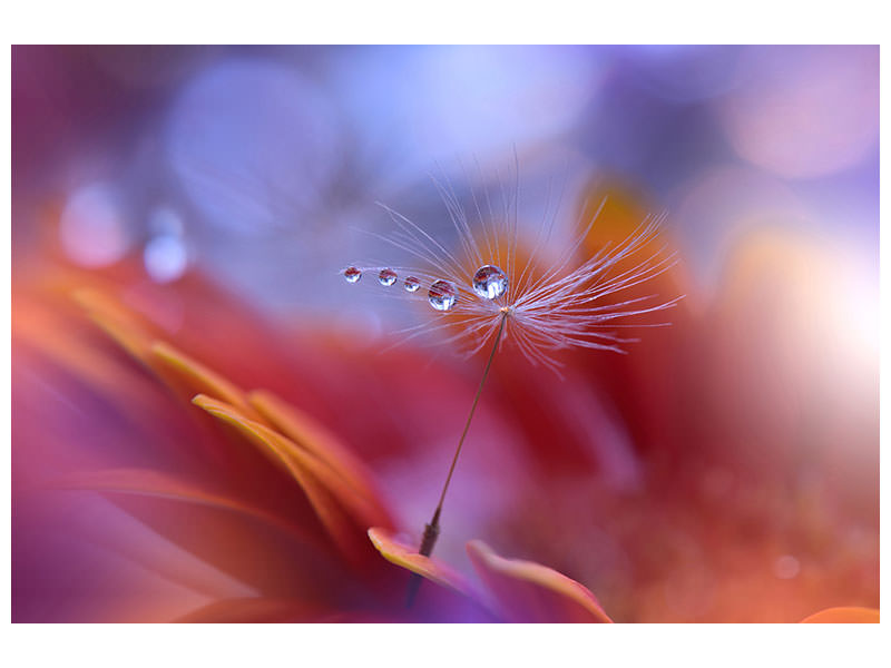 canvas-print-dance-in-the-light