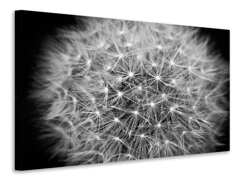 canvas-print-dandelion-in-xxl