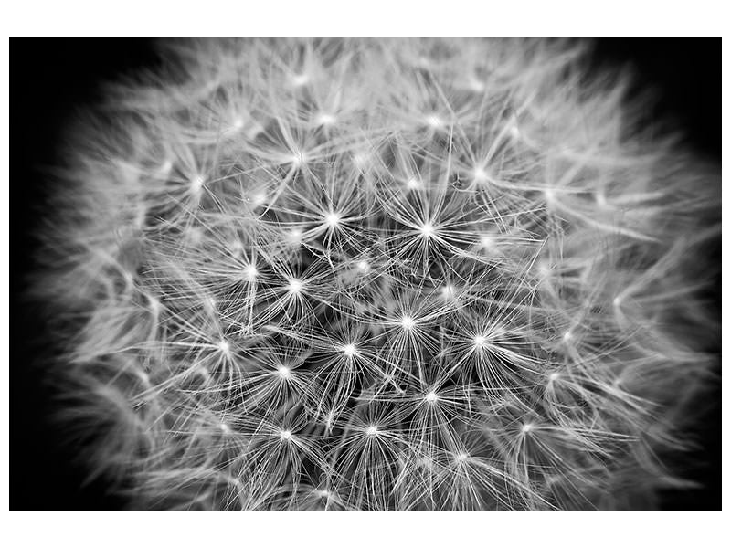 canvas-print-dandelion-in-xxl