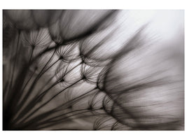 canvas-print-dandelion-p