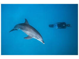 canvas-print-dolphin-and-freediver