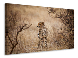 canvas-print-elegant-cheetah