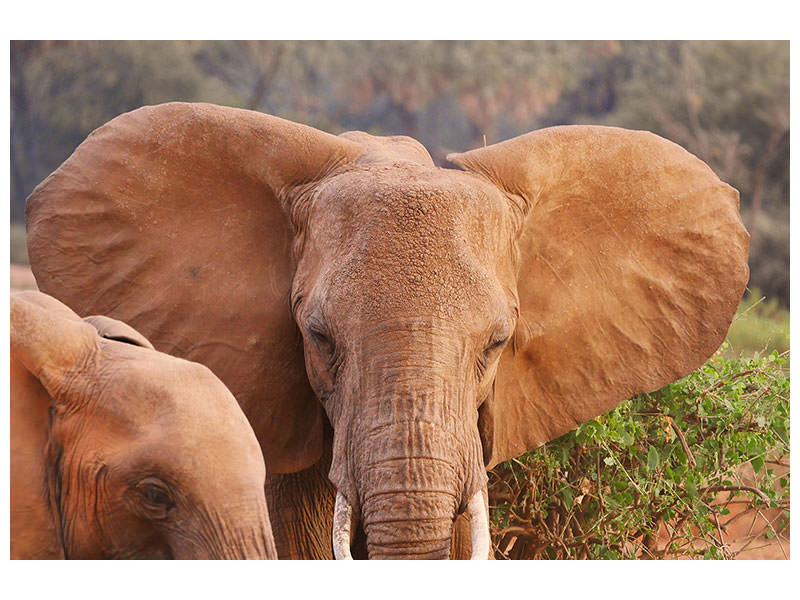 canvas-print-elephant-ears