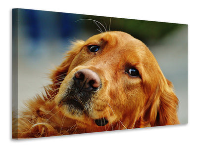 canvas-print-faithful-irish-setter