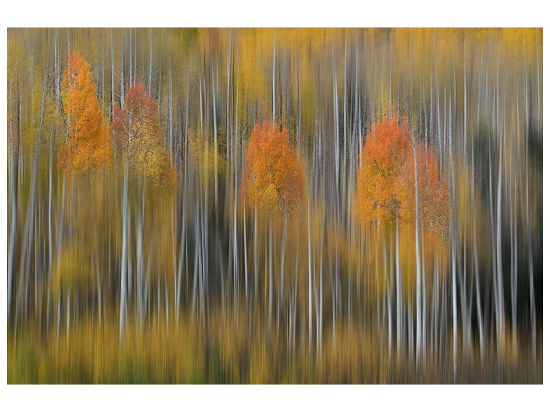 canvas-print-fall-impression-2-x
