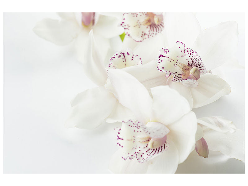 canvas-print-fantastic-orchids