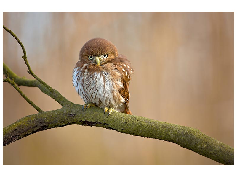 canvas-print-ferruginous-pygmy-owl-x