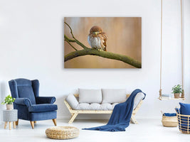 canvas-print-ferruginous-pygmy-owl-x