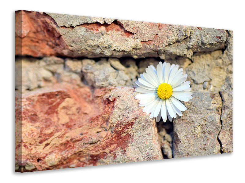 canvas-print-flower-in-the-wall