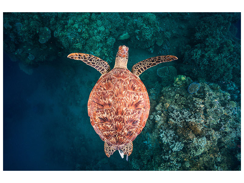 canvas-print-flying-over-the-reef