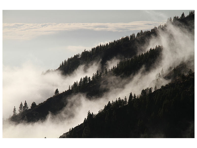 canvas-print-fog-in-the-woods