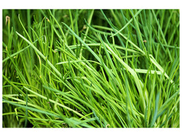 canvas-print-fresh-chives-xl