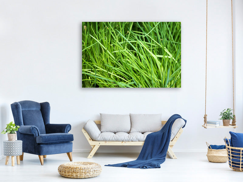 canvas-print-fresh-chives-xl