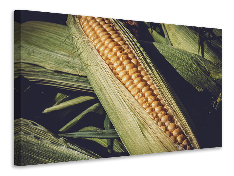 canvas-print-fresh-sweetcorn