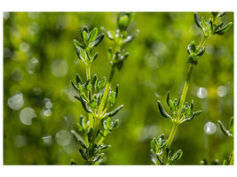 canvas-print-fresh-thyme