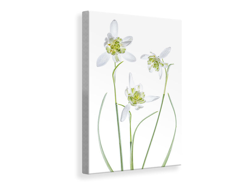 canvas-print-galanthus-flore-pleno