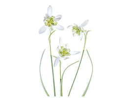 canvas-print-galanthus-flore-pleno