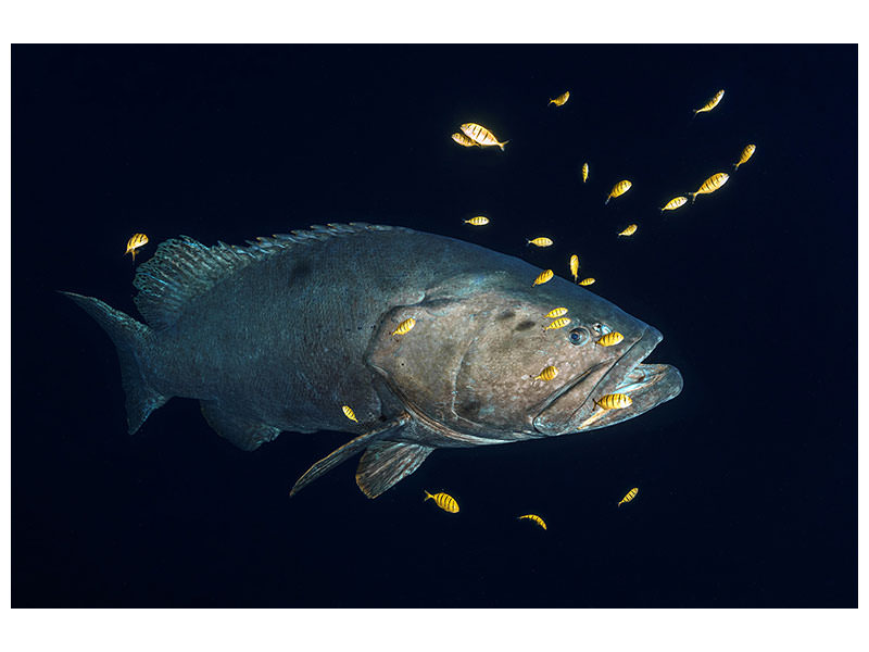 canvas-print-giant-grouper