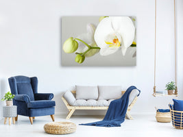 canvas-print-giant-orchid