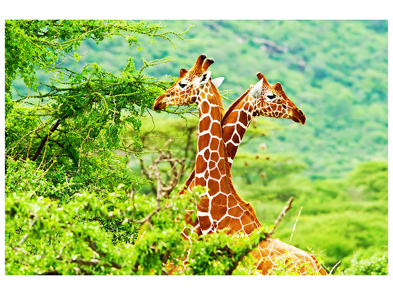 canvas-print-giraffes-love