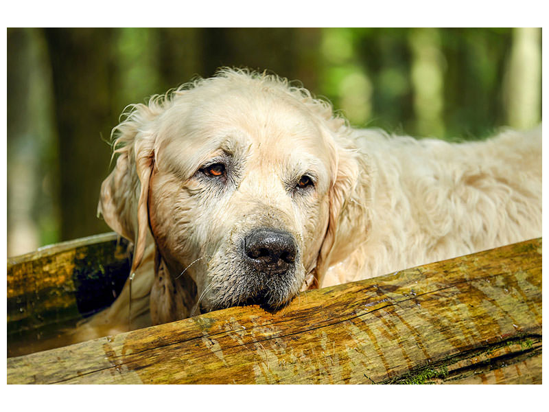 canvas-print-golden-retriever-in-nature