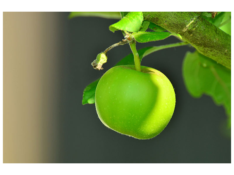 canvas-print-green-apple