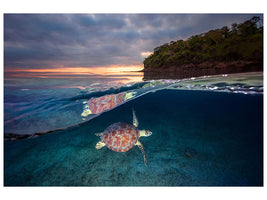 canvas-print-green-turtle-with-sunset