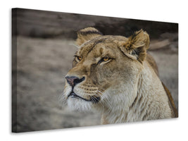 canvas-print-head-of-a-lioness