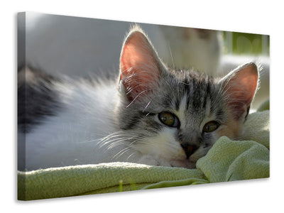 canvas-print-in-love-with-kitten