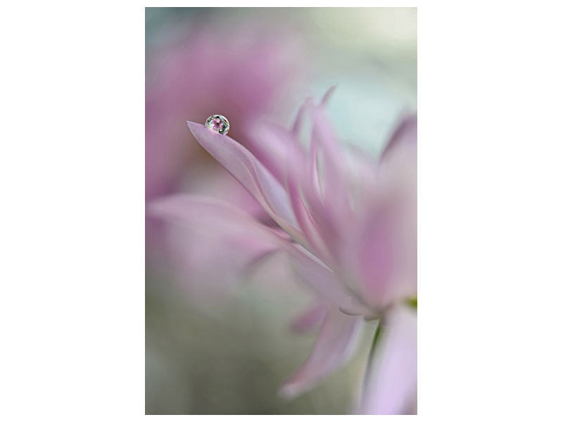 canvas-print-in-pink-delight