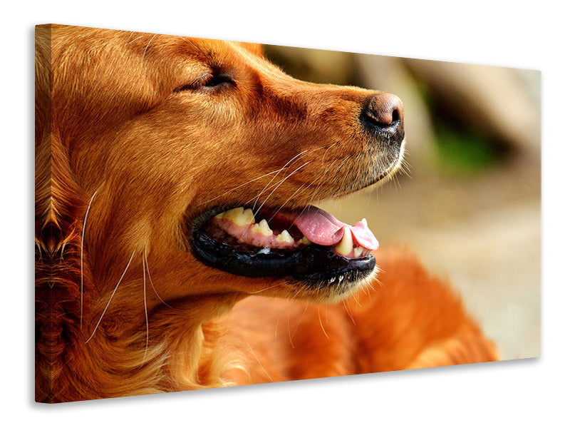 canvas-print-irish-setter-muzzle