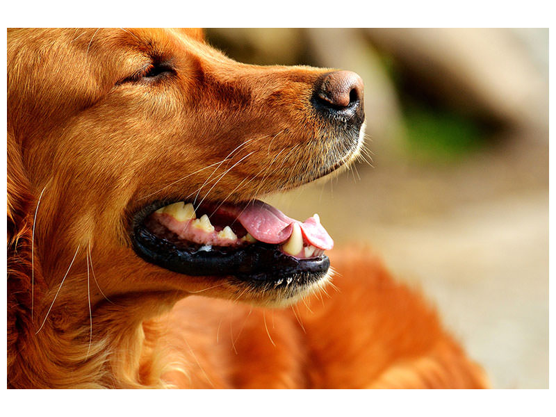 canvas-print-irish-setter-muzzle